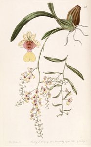 Oncidium Raniferum by Miss Drake